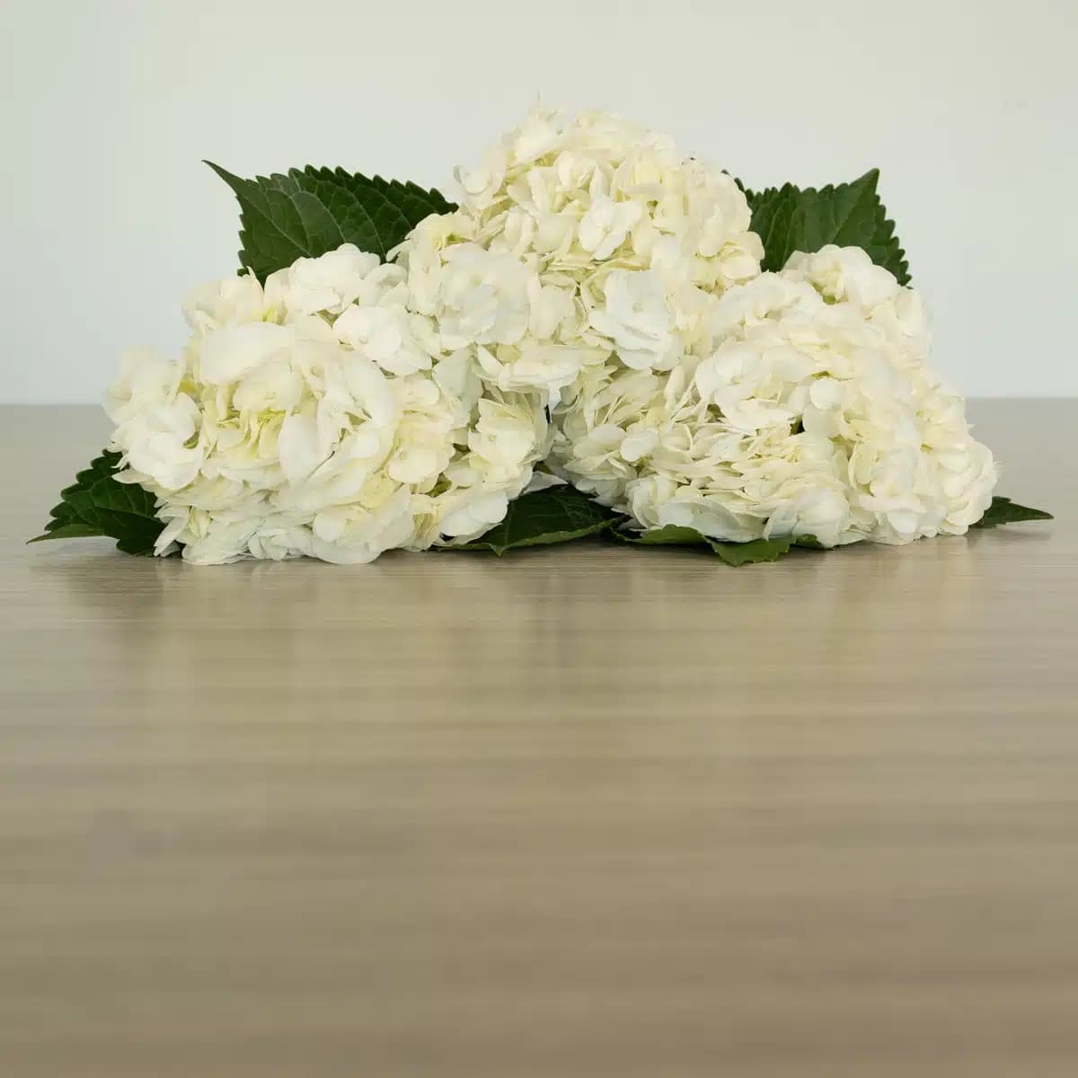 White (Select) Hydrangea