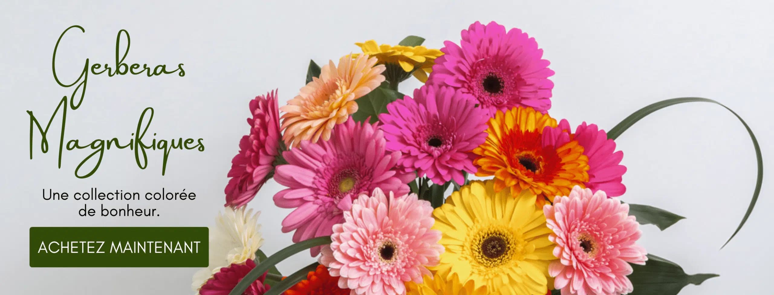 GERBERAS MAGNIFIQUES desktop french