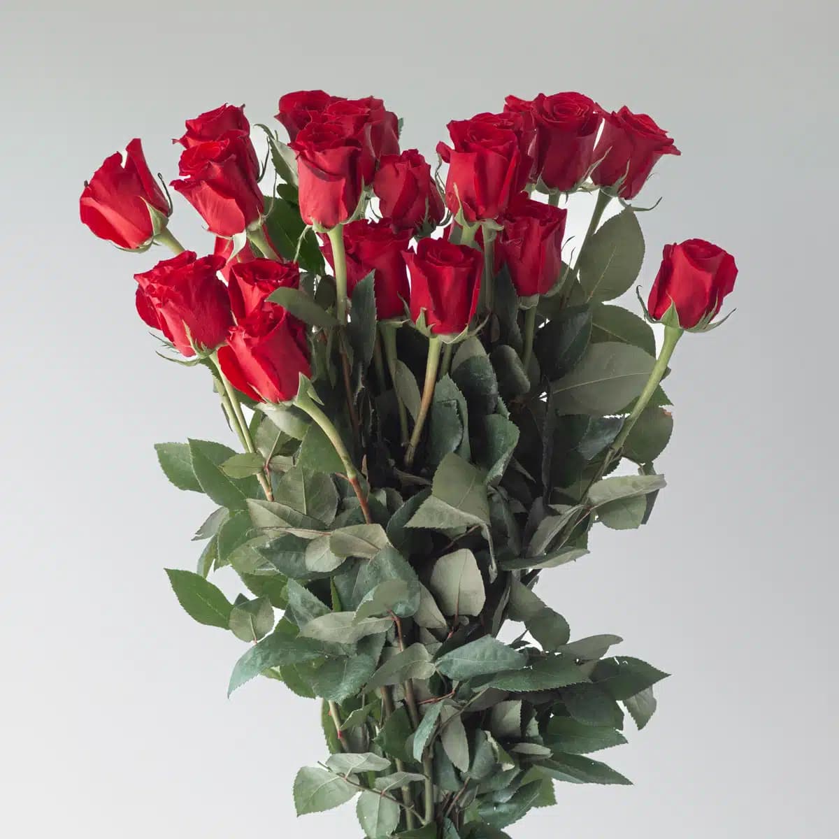 Bulk Freedom Roses – 50 cm