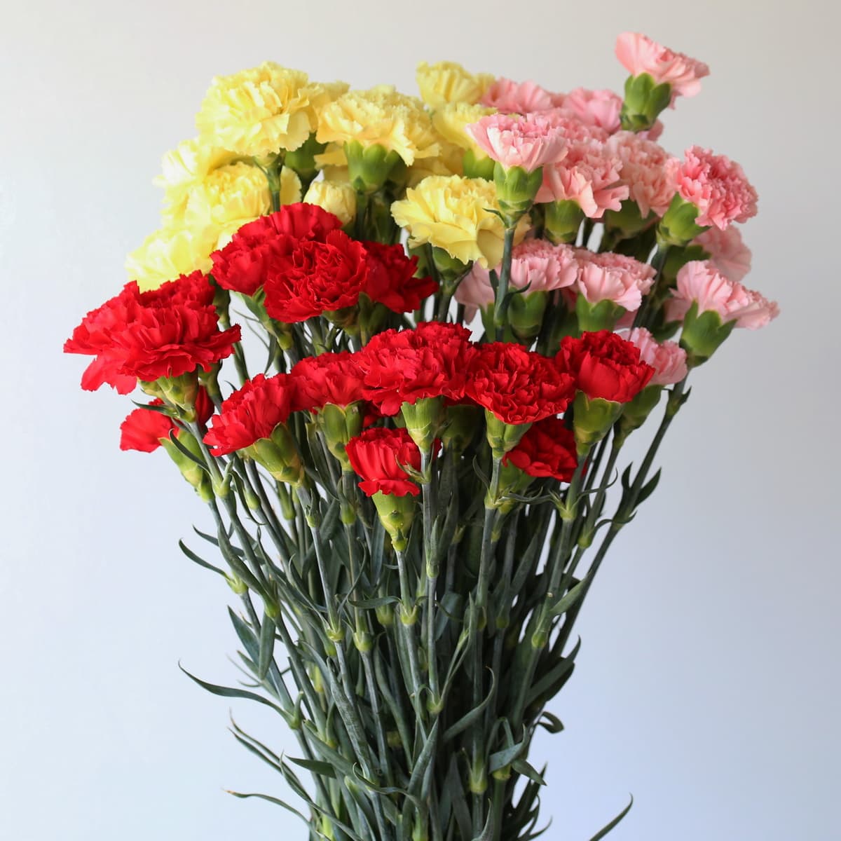 Assorted Carnations