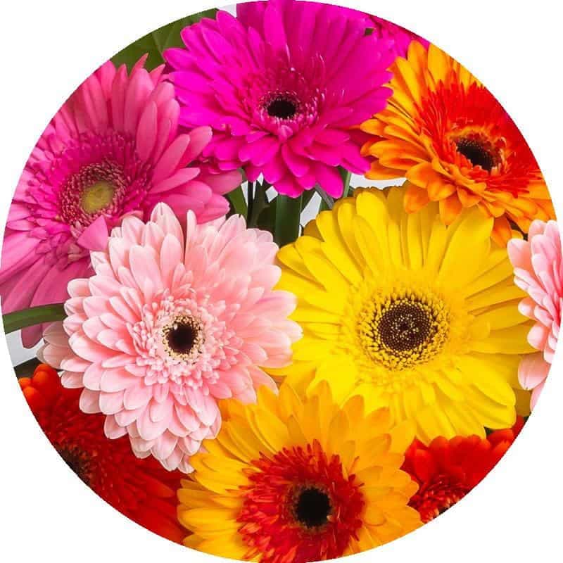 Gerbera