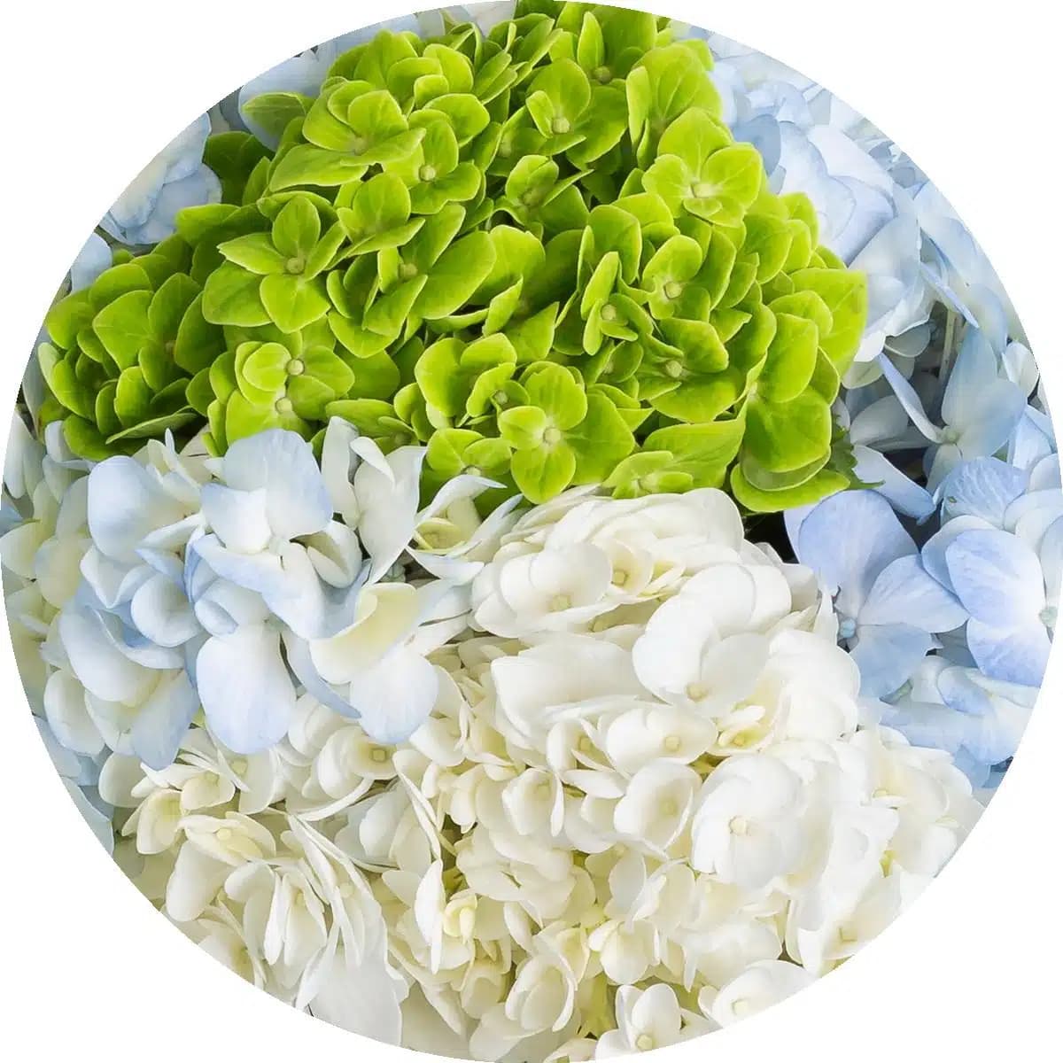 Hydrangees