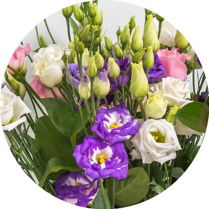 Lisianthus