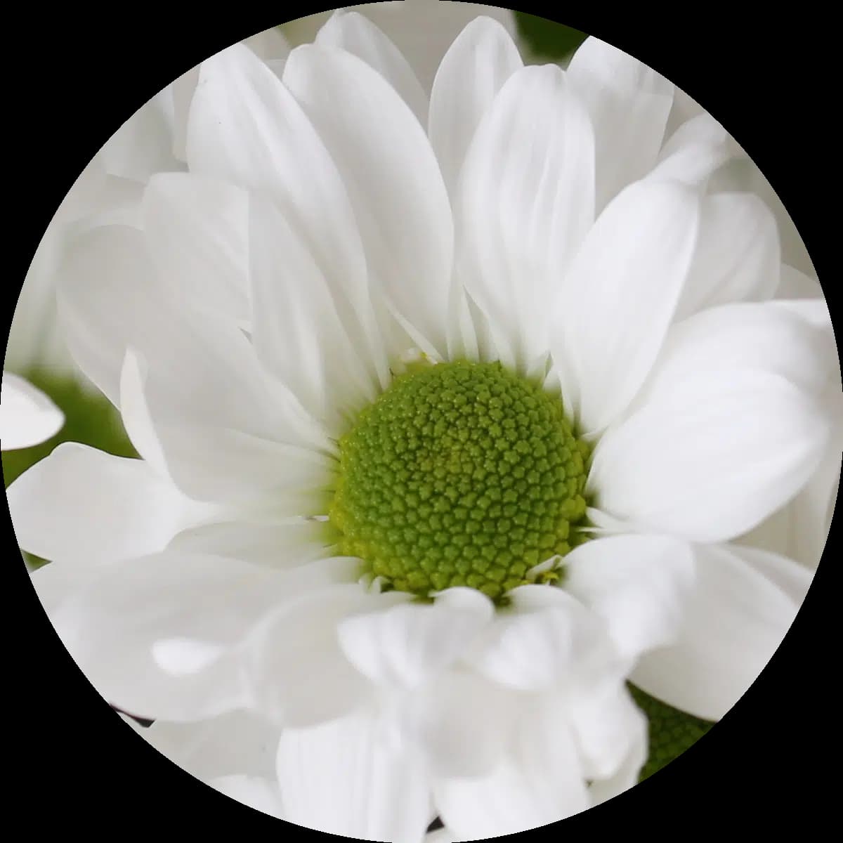 Daisies