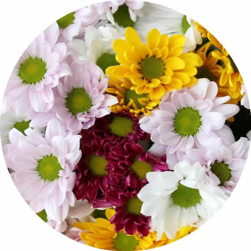 Daisies