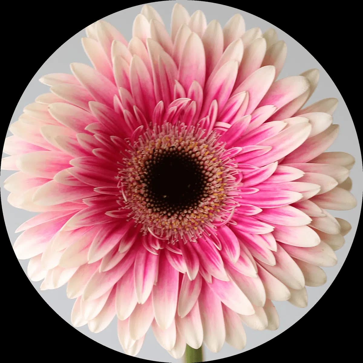 Gerbera