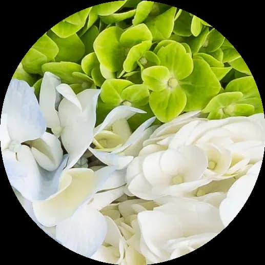 Hydrangees