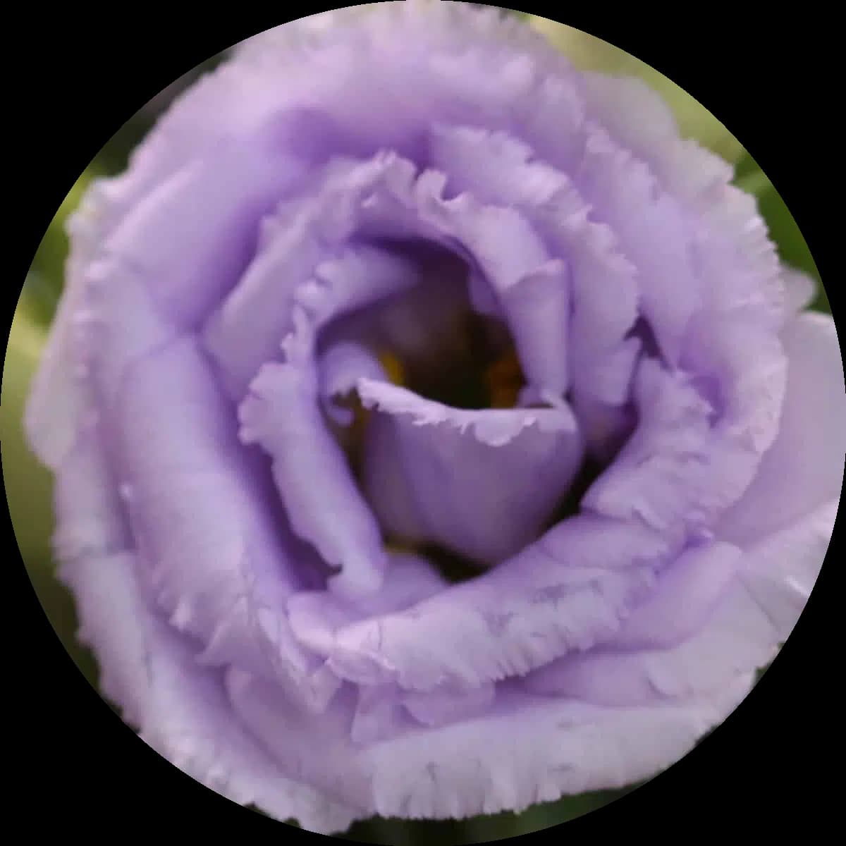 Lisianthus