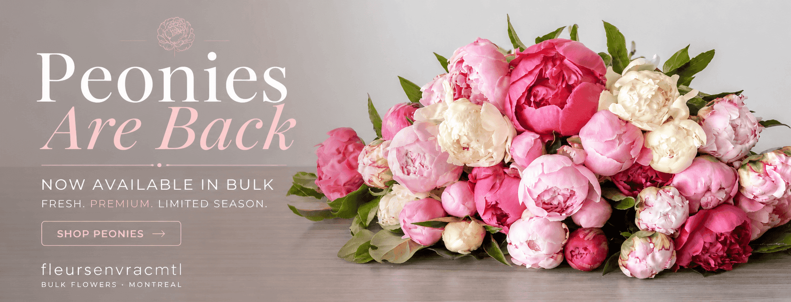 Bulk peonies in Montreal – fresh pink and white peony flowers available in bulk