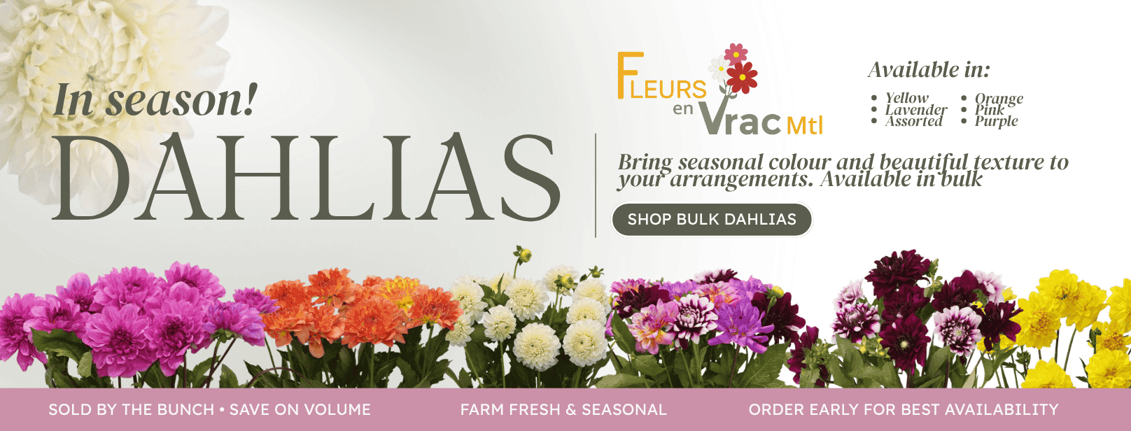 Bulk dahlias in assorted seasonal colours available by the bunch