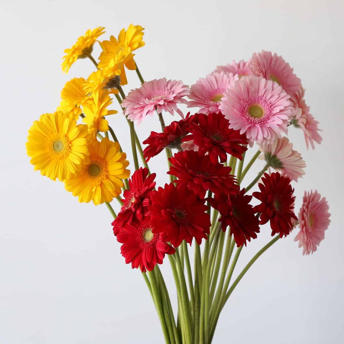 Assorted bulk gerberas in mixed seasonal colours