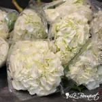 Hortensias blanc (super select) - en vrac 