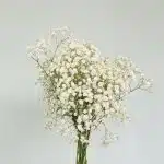 Baby's Breath (Gypsophila) -Bulk DIY