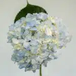 Blue Hydrangea (Bulk DIY)