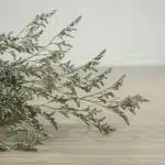 Limonium (Caspia) bleu brumeux