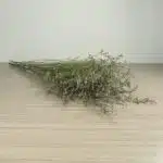 Limonium (Caspia) bleu brumeux