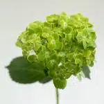 Green (Esmeralda) Hydrangea (Bulk DIY)