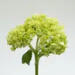 Mini Green Hydrangea (Bulk DIY)