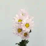 Marguerites