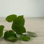 Salal Greenery