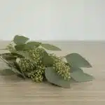 Seeded Eucalyptus (BUlk DIY)