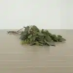 Seeded Eucalyptus (BUlk DIY)