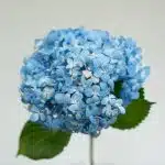 Shocking Blue Hydrangea (Bulk DIY)
