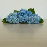 Shocking Blue Hydrangea (Bulk DIY)