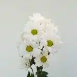 Marguerites