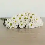 Marguerites