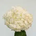 White (Select) Hydrangea (Bulk DIY)