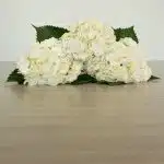 White (Select) Hydrangea (Bulk DIY)