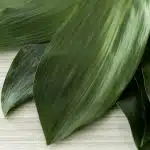 Aspidestria Leaf (Bulk DIY)