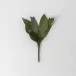 Aspidestria Leaf (Bulk DIY)