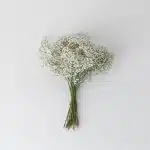 Baby's Breath (Gypsophila) -Bulk DIY