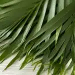 Cataractarum Palm (Bulk DIY)