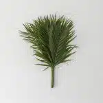 Cataractarum Palm (Bulk DIY)