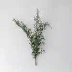 Italian Ruscus Long (Bulk DIY)