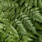 Leather Fern Large (Bulk DIY)