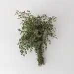 Eucalyptus parvifolia - en vrac