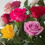 Bulk Assorted Roses - 40 cm