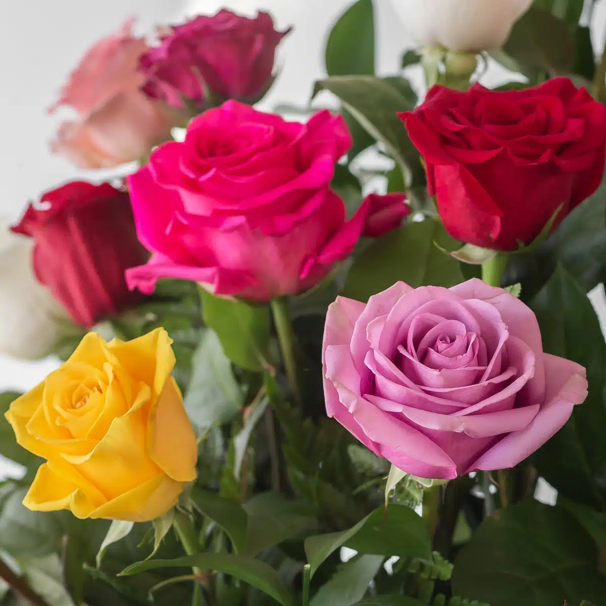 Bulk Assorted Roses - 40 cm