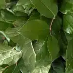 Salal (Bulk DIY)