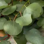 Silver Dollar Eucalyptus (Bulk DIY)