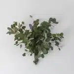 Silver Dollar Eucalyptus (Bulk DIY)