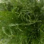 Tree Fern (Bulk DIY)