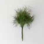 Tree Fern (Bulk DIY)