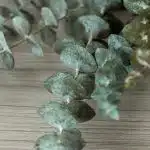 True Blue Eucalyptus (Bulk DIY)