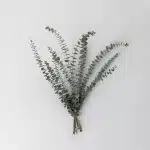 True Blue Eucalyptus (Bulk DIY)