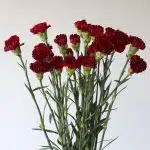 Burgundy Carnations (Bulk DIY)